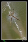 Giusto per salutarvi e dirvi che sono ancora vivo....non vedo l'ora che questi giorni un p� complicati lascino tempo per dedicarmi di nuovo al forum!

Piccola Argiope trifasciata, specie che in italia non dovrebbe esserci, ma a quanto pare secondo studi recenti sta colonizzando la Sicilia e la Sardegna.

Canon 40D,tamron180mm,f13,1/30,iso320,+0.67 EV, pannello riflettente e diffusore.


[url=http://i739.photobucket.com/albums/xx37/antoninolaspina/Argiopecontela1200px.jpg][b]Immagine a 1200px[/b][/ur