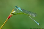 Ischnura elegans Ischnura elegans
