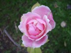 ROSA... ROSA...