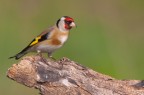 Cardellino (Carduelis carduelis)