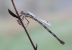 Lestes Viridis