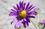 Flowers 2 Flowers 2