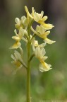 Orchis pauciflora in Sicilia Orchis pauciflora in Sicilia