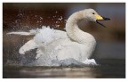 Cigno selvatico II Cigno selvatico II