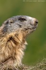 Marmotta delle Alpi (Marmota marmota (Linnaeus, 1758))