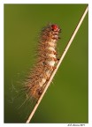Bruco o pupa? Bruco o pupa?