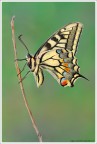 Papilio all'alba Papilio all'alba