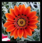 Flower Flower
