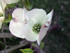 fiore fiore