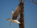 Gabbiano in Volo
