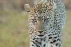 leopardo, serengeti - tanzania leopardo, serengeti - tanzania