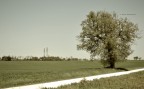 L'albero