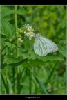 Pieris napi Pieris napi