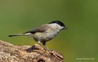 Cincia bigia (Parus palustris) Cincia bigia (Parus palustris)