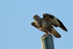 Poiana ( Buteo buteo ) Poiana ( Buteo buteo )