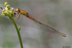 La prima libellula