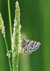 Piccola falena Piccola falena
