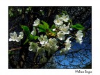 E' primavera .... E' primavera ....