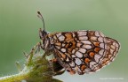 Melitaea athalia Melitaea athalia