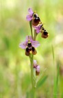 Ophrys Tenthredinifera Ophrys Tenthredinifera