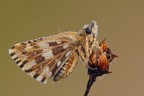 Pyrgus armoricanus Pyrgus armoricanus