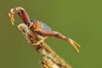 Pistius Truncatus Pistius Truncatus