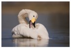 Cigno Cigno