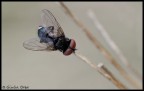 mosca mosca