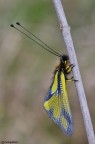 Libelloides coccajus Libelloides coccajus
