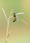 Xanthogramma citrofasciatus Xanthogramma citrofasciatus