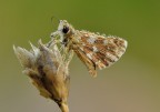 Spialia sertorius Spialia sertorius