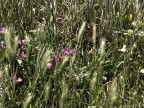 ..prato in fiore ..prato in fiore