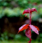 Panasonic DMC FZ38
f/4.4
1/25 s
ISO-80