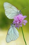 Aporia crataegi Aporia crataegi