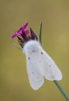 Falena Falena