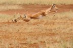 Salto in lungo - Serengeti (Tanzania) Salto in lungo - Serengeti (Tanzania)