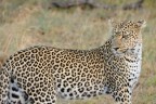 Leopardo - Serengeti (Tanzania)