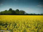 Giallo Giallo