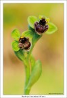 O. bombyliflora O. bombyliflora