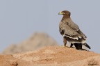 Steppe eagle anbientata