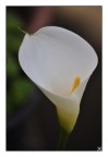 Calla Calla