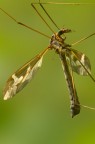 tipulidae tipulidae