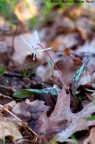 Flower Flower