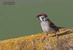 Passera mattugia