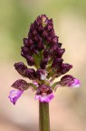 Orchidea Orchidea