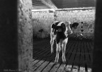 Slaughterhouse-Mattatoio Slaughterhouse-Mattatoio