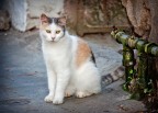 semplicemente "gatto" semplicemente "gatto"