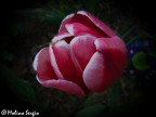Tulipano Tulipano