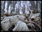 tenebre d'autunno tenebre d'autunno