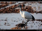 Ibis Sacro # 1